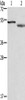 Gel: 10%SDS-PAGE, Lysate: 40 μg, Lane 1-2: RAW264.7 cells, mouse brain tissue, Primary antibody: CSB-PA246478 (CADM4 Antibody) at dilution 1/300, Secondary antibody: Goat anti rabbit IgG at 1/8000 dilution, Exposure time: 20 seconds