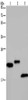 Gel: 10%SDS-PAGE, Lysate: 40 μg, Lane 1-3: NIH/3T3 cells, human testis tissue, mouse fat tissue, Primary antibody: CSB-PA584449 (EPPIN Antibody) at dilution 1/400, Secondary antibody: Goat anti rabbit IgG at 1/8000 dilution, Exposure time: 20 seconds