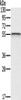 Gel: 8%SDS-PAGE, Lysate: 40 μg, Lane: Mouse heart tissue, Primary antibody: CSB-PA877207 (CFLAR Antibody) at dilution 1/200, Secondary antibody: Goat anti rabbit IgG at 1/8000 dilution, Exposure time: 4 minutes