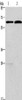 Gel: 6%SDS-PAGE, Lysate: 40 μg, Lane 1-2: LoVo cells, PC3 cells, Primary antibody: CSB-PA557036 (FUT8 Antibody) at dilution 1/200, Secondary antibody: Goat anti rabbit IgG at 1/8000 dilution, Exposure time: 1 minute