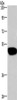 Gel: 8%SDS-PAGE, Lysate: 40 μg, Lane: LoVo cells, Primary antibody: CSB-PA522630 (GABRA1 Antibody) at dilution 1/300, Secondary antibody: Goat anti rabbit IgG at 1/8000 dilution, Exposure time: 1 minute