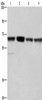Gel: 6%SDS-PAGE, Lysate: 40 μg, Lane 1-4: Hela cells, Jurkat cells, K562 cells, HUVEC cells, Primary antibody: CSB-PA437916 (GLYR1 Antibody) at dilution 1/350, Secondary antibody: Goat anti rabbit IgG at 1/8000 dilution, Exposure time: 40 seconds