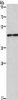 Gel: 8%SDS-PAGE, Lysate: 40 μg, Lane: Mouse heart tissue, Primary antibody: CSB-PA935849 (IL5RA Antibody) at dilution 1/550, Secondary antibody: Goat anti rabbit IgG at 1/8000 dilution, Exposure time: 3 minutes