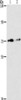 Gel: 6%SDS-PAGE, Lysate: 40 μg, Lane 1-2: PC3 cells, K562 cells, Primary antibody: CSB-PA939542 (ITGB7 Antibody) at dilution 1/200, Secondary antibody: Goat anti rabbit IgG at 1/8000 dilution, Exposure time: 10 minutes