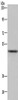Gel: 8%SDS-PAGE, Lysate: 40 μg, Lane: Mouse lung tissue, Primary antibody: CSB-PA220104 (IRF4 Antibody) at dilution 1/300, Secondary antibody: Goat anti rabbit IgG at 1/8000 dilution, Exposure time: 2 minutes