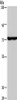 Gel: 6%SDS-PAGE, Lysate: 40 μg, Lane: Mouse brain tissue, Primary antibody: CSB-PA118743 (KCND1 Antibody) at dilution 1/400, Secondary antibody: Goat anti rabbit IgG at 1/8000 dilution, Exposure time: 1 minute