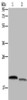 Gel: 10%SDS-PAGE, Lysate: 40 μg, Lane 1-2: Hela cells, 231 cells, Primary antibody: CSB-PA256263 (RHEB Antibody) at dilution 1/350, Secondary antibody: Goat anti rabbit IgG at 1/8000 dilution, Exposure time: 40 seconds