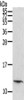 Gel: 12%SDS-PAGE, Lysate: 40 μg, , Primary antibody: CSB-PA910949 (PBOV1 Antibody) at dilution 1/200 dilution, Secondary antibody: Goat anti rabbit IgG at 1/8000 dilution, Exposure time: 1 minute