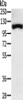 Gel: 8%SDS-PAGE, Lysate: 40 μg, Lane: Human fetal muscle tissue, Primary antibody: CSB-PA042134 (PPARGC1A Antibody) at dilution 1/300, Secondary antibody: Goat anti rabbit IgG at 1/8000 dilution, Exposure time: 2 minutes