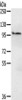 Gel: 6%SDS-PAGE, Lysate: 40 μg, , Primary antibody: CSB-PA208661 (EMC1 Antibody) at dilution 1/200 dilution, Secondary antibody: Goat anti rabbit IgG at 1/8000 dilution, Exposure time: 15 seconds