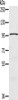 Gel: 6%SDS-PAGE, Lysate: 40 μg, Lane: A549 cells, Primary antibody: CSB-PA910444 (CIZ1 Antibody) at dilution 1/200, Secondary antibody: Goat anti rabbit IgG at 1/8000 dilution, Exposure time: 1 minute
