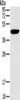 Gel: 10%SDS-PAGE, Lysate: 40 μg, Lane: Hela cells, Primary antibody: CSB-PA248994 (RAD51 Antibody) at dilution 1/200, Secondary antibody: Goat anti rabbit IgG at 1/8000 dilution, Exposure time: 20 seconds