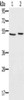 Gel: 8%SDS-PAGE, Lysate: 40 μg, Lane 1-2: Huvec cells, 293T cells, Primary antibody: CSB-PA940611 (SLC39A7 Antibody) at dilution 1/200, Secondary antibody: Goat anti rabbit IgG at 1/8000 dilution, Exposure time: 20 seconds