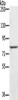Gel: 6%SDS-PAGE, Lysate: 40 μg, Lane: Jurkat cells, Primary antibody: CSB-PA699105 (RNF43 Antibody) at dilution 1/300, Secondary antibody: Goat anti rabbit IgG at 1/8000 dilution, Exposure time: 30 seconds