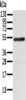 Gel: 6%SDS-PAGE, Lysate: 40 μg, Lane: Human fetal brain tissue, Primary antibody: CSB-PA779062 (RORB Antibody) at dilution 1/200, Secondary antibody: Goat anti rabbit IgG at 1/8000 dilution, Exposure time: 1 minute