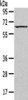 Gel: 8%SDS-PAGE, Lysate: 40 μg, , Primary antibody: CSB-PA183005 (SEPN1 Antibody) at dilution 1/200 dilution, Secondary antibody: Goat anti rabbit IgG at 1/8000 dilution, Exposure time: 10 minutes