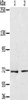 Gel: 6%SDS-PAGE, Lysate: 40 μg, Lane 1-2: Jurkat cells, Raji cells, Primary antibody: CSB-PA215833 (SENP1 Antibody) at dilution 1/200, Secondary antibody: Goat anti rabbit IgG at 1/8000 dilution, Exposure time: 1 minute