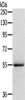 Gel: 8%SDS-PAGE, Lysate: 40 μg, , Primary antibody: CSB-PA925217 (SERINC4 Antibody) at dilution 1/200 dilution, Secondary antibody: Goat anti rabbit IgG at 1/8000 dilution, Exposure time: 1 minute