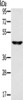 Gel: 8%SDS-PAGE, Lysate: 40 μg, Lane: Human fetal brain tissue, Primary antibody: CSB-PA444301 (SLC16A8 Antibody) at dilution 1/200, Secondary antibody: Goat anti rabbit IgG at 1/8000 dilution, Exposure time: 1 minute