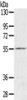 Gel: 8%SDS-PAGE, Lysate: 40 μg, , Primary antibody: CSB-PA808680 (SLC16A11 Antibody) at dilution 1/200 dilution, Secondary antibody: Goat anti rabbit IgG at 1/8000 dilution, Exposure time: 2 minutes