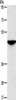 Gel: 8%SDS-PAGE, Lysate: 40 μg, Lane: Human fetal brain tissue, Primary antibody: CSB-PA899716 (SOX11 Antibody) at dilution 1/250, Secondary antibody: Goat anti rabbit IgG at 1/8000 dilution, Exposure time: 5 minutes Gel: 8%SDS-PAGE, Lysate: 40 μg, Lane: Human fetal brain tissue, Primary antibody: CSB-PA899716 (SOX11 Antibody) at dilution 1/250, Secondary antibody: Goat anti rabbit IgG at 1/8000 dilution, Exposure time: 5 minutes