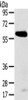 Gel: 8%SDS-PAGE, Lysate: 40 μg, , Primary antibody: CSB-PA308950 (SPATA18 Antibody) at dilution 1/250 dilution, Secondary antibody: Goat anti rabbit IgG at 1/8000 dilution, Exposure time: 5 minutes