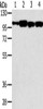 Gel: 6%SDS-PAGE, Lysate: 40 μg, Lane 1-4: Hepg2 cells, TM4 cells, 293T cells, NIH/3T3 cells, Primary antibody: CSB-PA948154 (SRGAP1 Antibody) at dilution 1/200, Secondary antibody: Goat anti rabbit IgG at 1/8000 dilution, Exposure time: 20 seconds