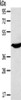 Gel: 8%SDS-PAGE, Lysate: 40 μg, Lane: Mouse heart tissue, Primary antibody: CSB-PA964419 (KCNK3 Antibody) at dilution 1/200, Secondary antibody: Goat anti rabbit IgG at 1/8000 dilution, Exposure time: 10 seconds