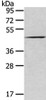 Gel: 8%SDS-PAGE, Lysate: 80 μg, Lane: 293T cell, Primary antibody: CSB-PA235335 (VMP1 Antibody) at dilution 1/250 dilution, Secondary antibody: Goat anti rabbit IgG at 1/8000 dilution, Exposure time: 10 seconds