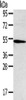 Gel: 8%SDS-PAGE, Lysate: 40 μg, Lane: Hepg2 cells, Primary antibody: CSB-PA081622 (TNFRSF4 Antibody) at dilution 1/250, Secondary antibody: Goat anti rabbit IgG at 1/8000 dilution, Exposure time: 5 minutes