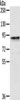 Gel: 6%SDS-PAGE, Lysate: 40 μg, Lane: Raji cells, Primary antibody: CSB-PA832743 (CRTC2 Antibody) at dilution 1/250, Secondary antibody: Goat anti rabbit IgG at 1/8000 dilution, Exposure time: 1 minute