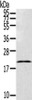 Gel: 12%SDS-PAGE, Lysate: 40 μg, , Primary antibody: CSB-PA118536 (TEX37 Antibody) at dilution 1/200 dilution, Secondary antibody: Goat anti rabbit IgG at 1/8000 dilution, Exposure time: 20 seconds