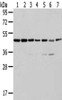 Gel: 8%SDS-PAGE, Lysate: 40 μg, Lane 1-7: A431 cells, K562 cells, 231 cells, HepG2 cells, Hela cells, A549 cells, Raji cells, Primary antibody: CSB-PA438768 (ERP44 Antibody) at dilution 1/200 dilution, Secondary antibody: Goat anti rabbit IgG at 1/8000 dilution, Exposure time: 10 seconds