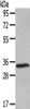 Gel: 8%SDS-PAGE, Lysate: 40 μg, , Primary antibody: CSB-PA441556 (UCP3 Antibody) at dilution 1/200 dilution, Secondary antibody: Goat anti rabbit IgG at 1/8000 dilution, Exposure time: 1 minute