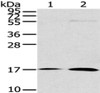 Gel: 12%SDS-PAGE, Lysate: 40 μg, Lane 1-2: Lovo cells, Human liver cancer tissue, Primary antibody: CSB-PA062674 (UTS2B Antibody) at dilution 1/200 dilution, Secondary antibody: Goat anti rabbit IgG at 1/8000 dilution, Exposure time: 2 minutes