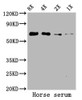 Western Blot<br />
 Positive WB detected in: Horse serum<br />
 All lanes: ALB antibody at 5.2µg/ml<br />
 Secondary<br />
 Goat polyclonal to rabbit IgG at 1/50000 dilution<br />
 Predicted band size: 69 kDa<br />
 Observed band size: 69 kDa<br />