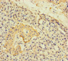 Immunohistochemistry of paraffin-embedded human pancreatic tissue using CSB-PA001009LA01HU at dilution of 1:100