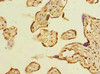 Immunohistochemistry of paraffin-embedded human placenta tissue using CSB-PA001094LA01HU at dilution of 1:100