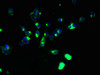 Immunofluorescent analysis of 293T cells using CSB-PA001094LA01HU at dilution of 1:100 and Alexa Fluor 488-congugated AffiniPure Goat Anti-Rabbit IgG (H+L)