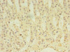 Immunohistochemistry of paraffin-embedded human adrenal gland tissue using CSB-PA001109LA01HU at dilution of 1:100