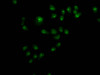 Immunofluorescence staining of Hela cells with CSB-PA001624LA01HU at 1:110, counter-stained with DAPI. The cells were fixed in 4% formaldehyde, permeabilized using 0.2% Triton X-100 and blocked in 10% normal Goat Serum. The cells were then incubated with the antibody overnight at 4°C.The secondary antibody was Alexa Fluor 488-congugated AffiniPure Goat Anti-Rabbit IgG (H+L) .
