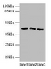 Western blot<br />
 All lanes: ANGPTL7 antibody at 2µg/ml<br />
 Lane 1: MCF-7 whole cell lysate<br />
 Lane 2: Colo320 whole cell lysate<br />
 Lane 3: HepG2 whole cell lysate<br />
 Secondary<br />
 Goat polyclonal to rabbit IgG at 1/10000 dilution<br />
 Predicted band size: 41 kDa<br />
 Observed band size: 41 kDa<br />