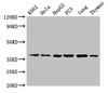 Western Blot<br />
 Positive WB detected in: K562 whole cell lysate, Hela whole cell lysate, HepG2 whole cell lysate, PC-3 whole cell lysate, Mouse lung tissue, Mouse thymus tissue<br />
 All lanes: Anxa1 antibody at 5µg/ml<br />
 Secondary<br />
 Goat polyclonal to rabbit IgG at 1/50000 dilution<br />
 Predicted band size: 39 kDa<br />
 Observed band size: 39 kDa<br />