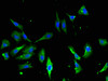Immunofluorescent analysis of Hela cells using CSB-PA001840HA01HU at dilution of 1:100 and Alexa Fluor 488-congugated AffiniPure Goat Anti-Rabbit IgG (H+L)