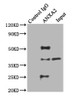 Immunoprecipitating ANXA2 in Hela whole cell lysate<br />
 Lane 1: Rabbit control IgG instead of CSB-PA001840HA01HU in Hela whole cell lysate.
 For western blotting, a HRP-conjugated Protein G antibody was used as the secondary antibody (1/2000) <br />
 Lane 2: CSB-PA001840HA01HU (8µg) + Hela whole cell lysate (500µg) <br />
 Lane 3: Hela whole cell lysate (20µg) <br />