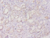 Immunohistochemistry of paraffin-embedded human kidney tissue using CSB-PA001844YA01HU at dilution of 1:20