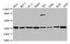 Western Blot<br />
 Positive WB detected in: Hela whole cell lysate, MCF-7 whole cell lysate, PC-3 whole cell lysate, HepG2 whole cell lysate, 293 whole cell lysate, K562 whole cell lysate, HL60 whole cell lysate, A549 whole cell lysate<br />
 All lanes: ANXA5 antibody at 1:3000<br />
 Secondary<br />
 Goat polyclonal to rabbit IgG at 1/50000 dilution<br />
 Predicted band size: 36 kDa<br />
 Observed band size: 36 kDa<br />