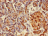 Immunohistochemistry of paraffin-embedded human pancreatic tissue using CSB-PA002443LA01HU at dilution of 1:100