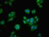 Immunofluorescent analysis of HepG2 cells using CSB-PA002600EA01HU at dilution of 1:100 and Alexa Fluor 488-congugated AffiniPure Goat Anti-Rabbit IgG (H+L)