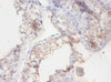 Immunohistochemistry of paraffin-embedded human testis tissue using CSB-PA002604LA01DO at dilution of 1:100